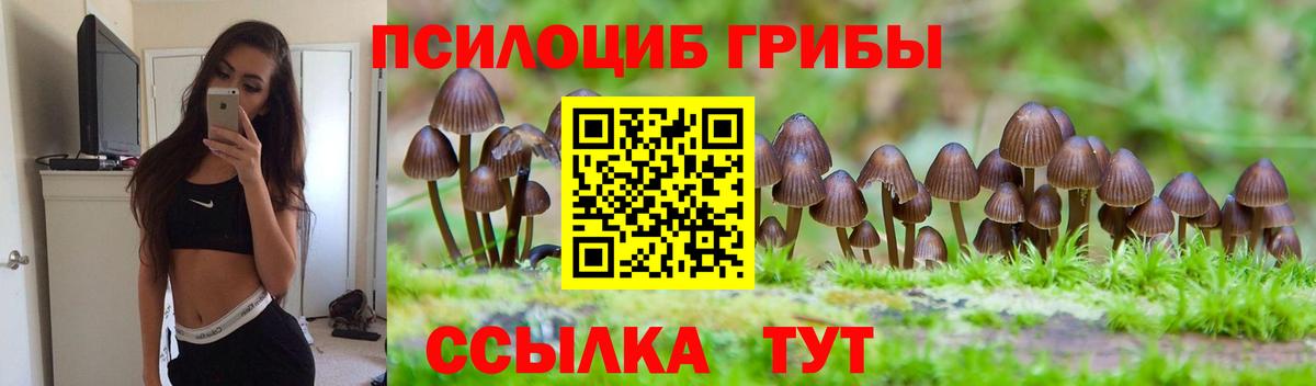 купить   Вход с VPN  Губаха  Галлюциногенные грибы Cubensis 